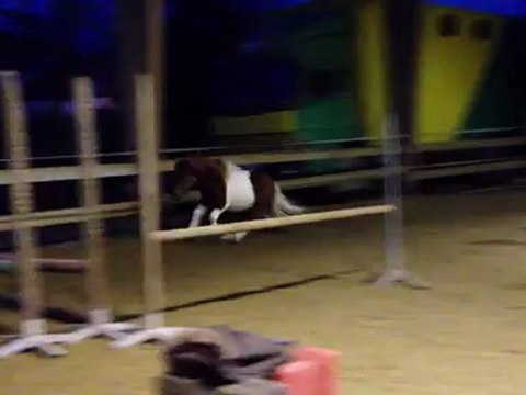 Arlequin premiers sauts en liberté 6