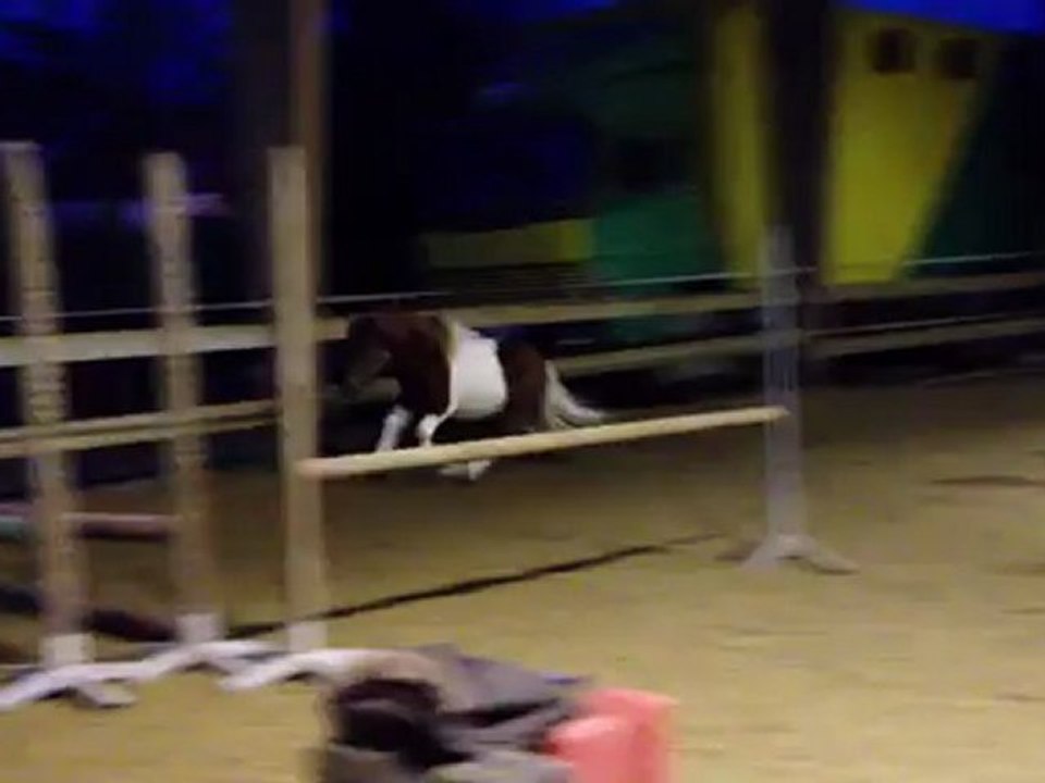 Arlequin premiers sauts en liberté 6