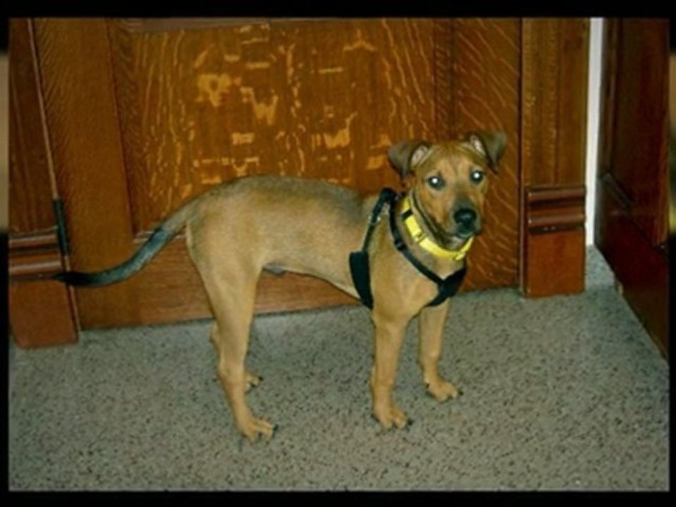 Effective Dog Training Advice And Methods