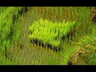 Каковы тенденции на рынке риса?