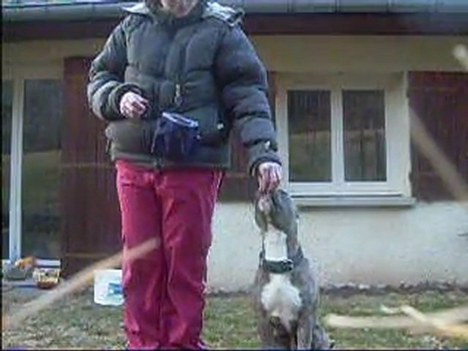 Junior - éducation au clicker