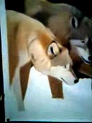 Together Four Wolf Oil Painting / Demonstrations Collage Students / Prt 1