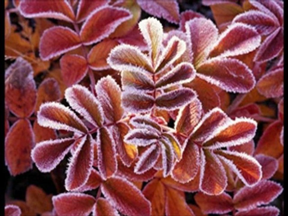 Mesut Şimşek O Geliyor | islamisohbet10.com