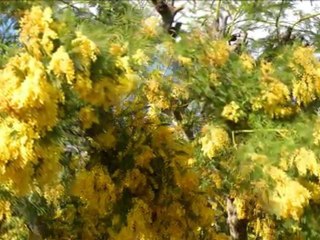 pegomas mimosas
