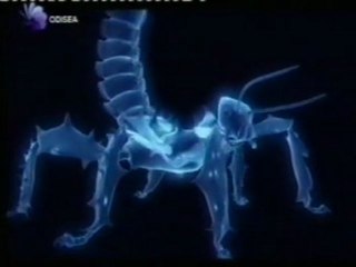 Etologia: Insecto hoja vs. Mantis gigante