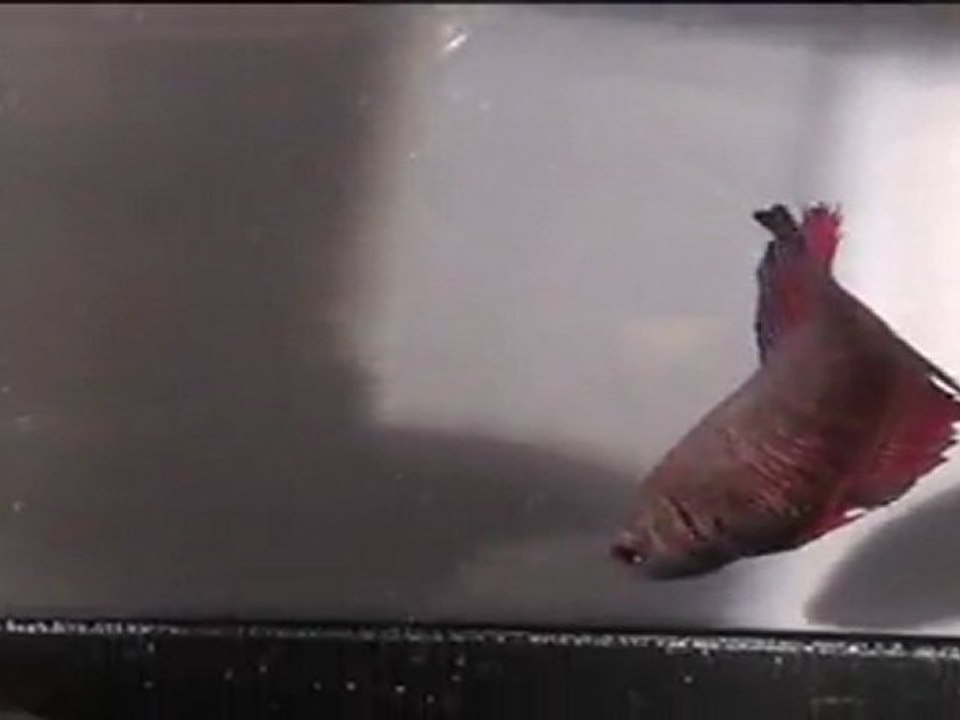 Show Betta femelles QDPK février 2012