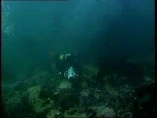Seals in the white shark Fridge