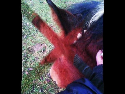 LES CHEVAUX MON PAYS DE MERVEILLES EN IMAGES AVEC SON