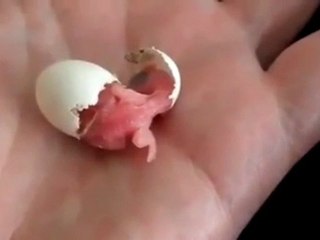 Baby Bird Egg Hatching !