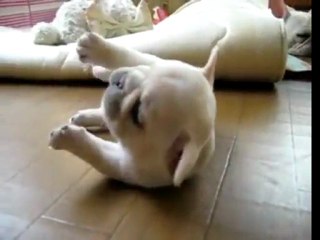 Funny French Bulldog Puppy Can&apos;t Get Up