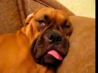 Weird Dog Has Very Creepy Snore