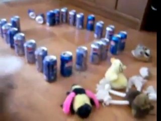 Funny Shih Tzu in the Pepsi Cans Barricade