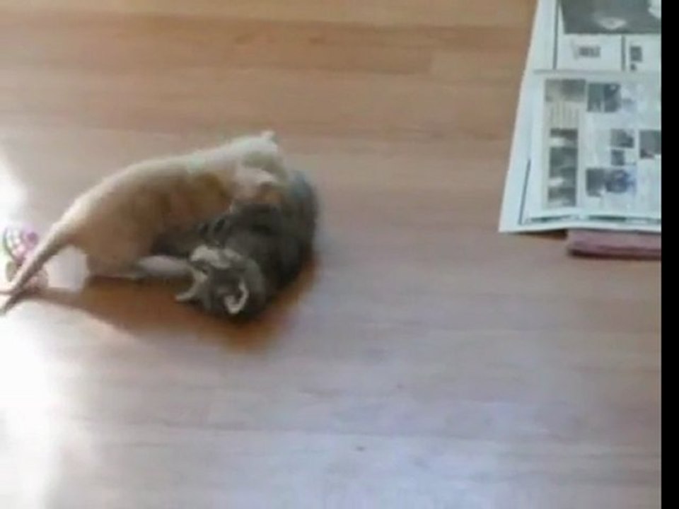 Kitten Surprise!! ( how to break up a cat fight )