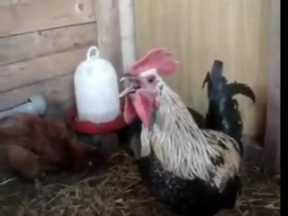 Death Metal Rooster
