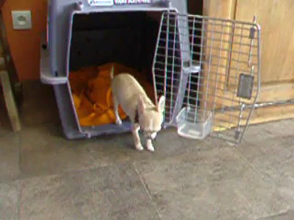 21.02.2012 Chihuahuas