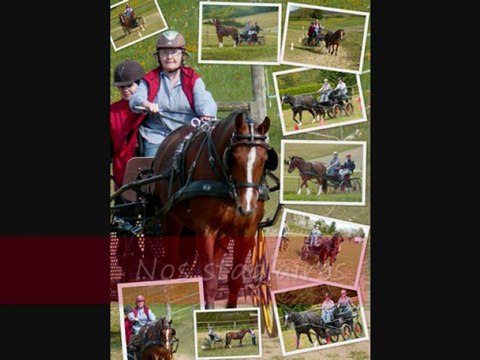 stages d'attelage Franches-Montagnes 2011_0001