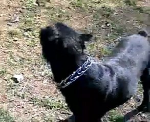 Maçka hızlı çekim  )   Facebook