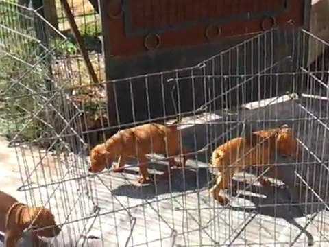 Chiots Braque Hongrois 2