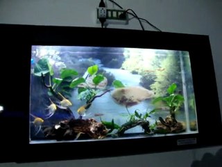 Aquarium Design India