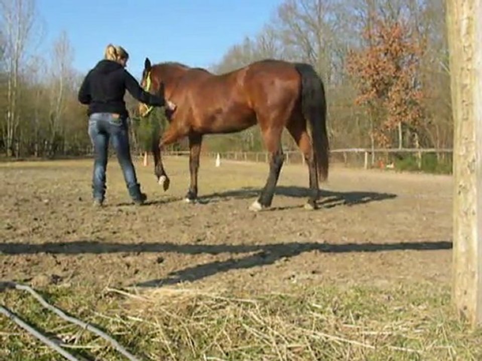 Reine jambette