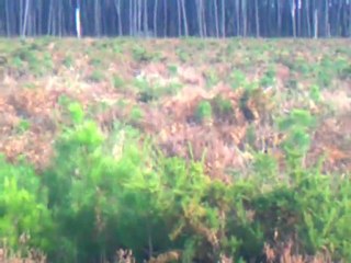 chasse au lapin 12.2011