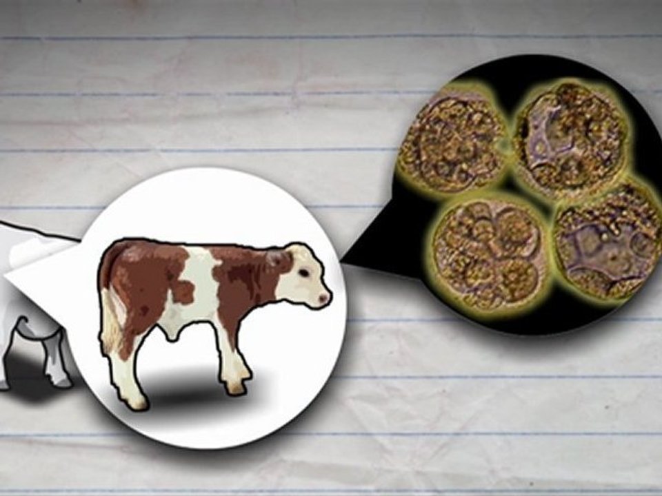 Genetic modification
