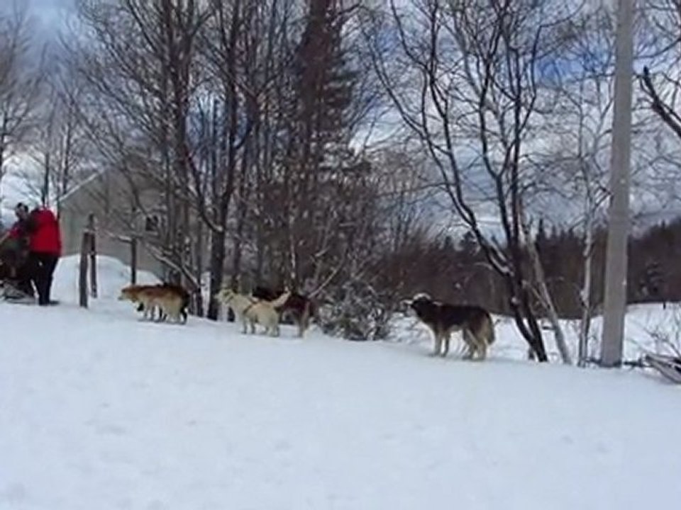 journée chien de traîneaux