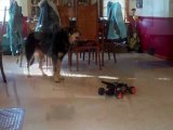 MORE DOG FUN: ANGEL AND THE TOY CAR