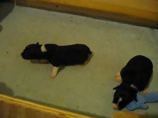 Cuccioli Obi x Maya...8 giorni e praticamente camminano!!!