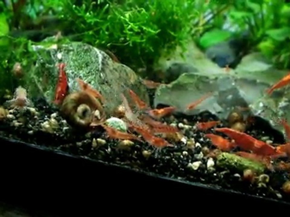 Jeunes corydoras panda et red cherries
