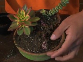 Terrario con macetas rotas