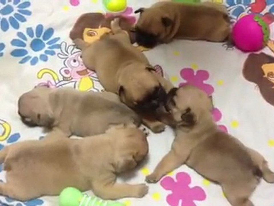 Les bébés à 1 mois (suite)