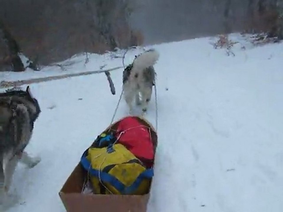 malamute 1er mulka 1/3