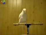 Papağandan Oryantal Dans Şov  :)))