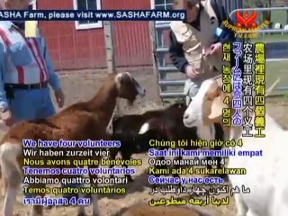 Shining World Compassion Award: SASHA Farm