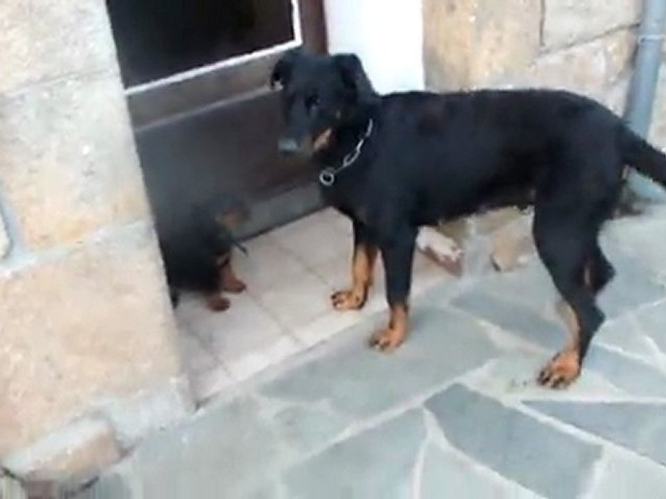 enya éduque ses chiots