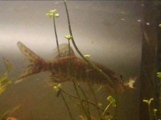 brochet chasse en direct