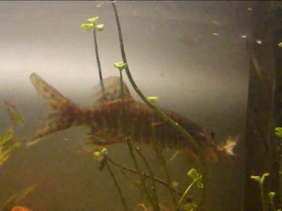 brochet chasse en direct