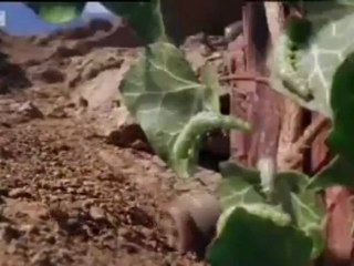 Rolling Salamanders & Caterpillars