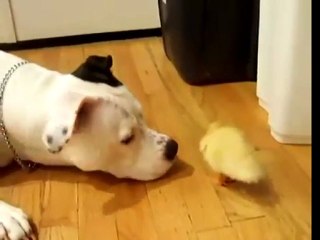 Pittbull and little friend!