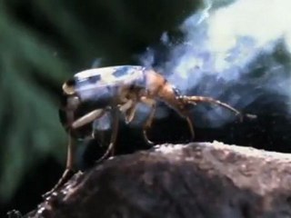 The Bombardier Beetle