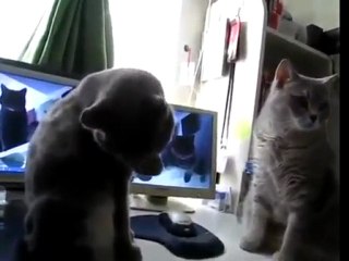Cats Play Patty Cake!