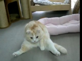 Lazy kitten!