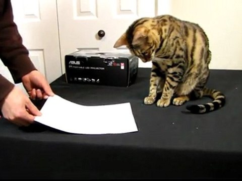 Bengal Cat Rumble Attacking & Biting A4 Paper Linus Cat Tips