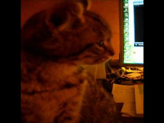 Gus : 1ère séance de sociabilisation