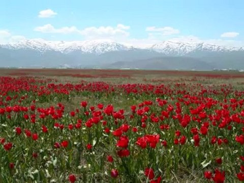 Yemen Türküsü Şivan Perver