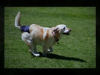 Doggie Diapers For Your Senior Dogs