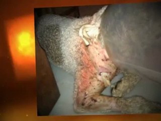 Ataque Pitbulls Dueño Absuelto Pobre Perro de Agua Español