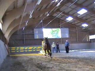 Sir Raspoetin Tilia, WB, deux ans sur la vidéo.