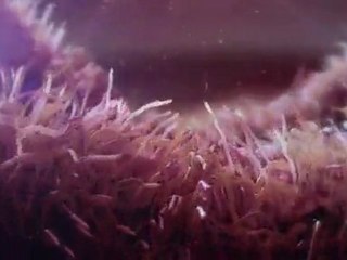 Born HIV Free: Interior - No dejes que el SIDA destruya su futuro